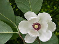 Magnolia sieboldii2