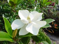 Magnolia grandiflora exmouth